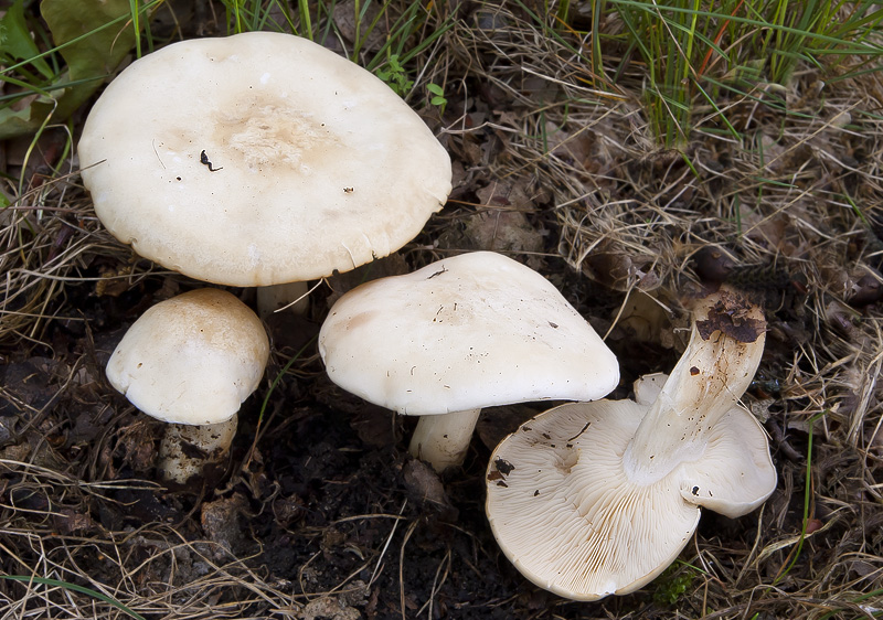 Calocybe gambosa